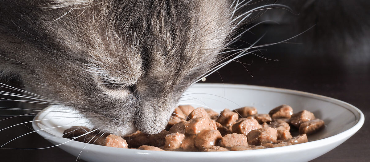Eine Katze frisst Futter aus einer Schale.