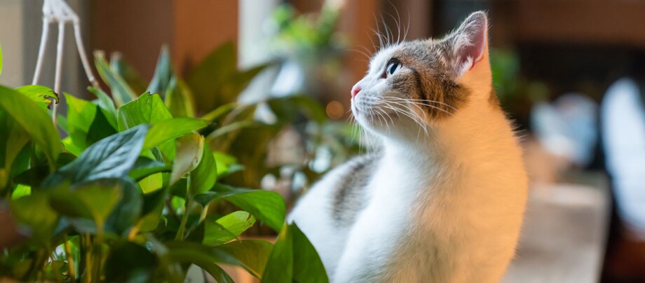 Eine Jungkatze sitzt neben Pflanzen auf der Fensterbank