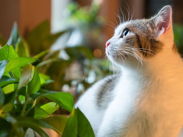 Herbe à chat pour un chat d'appartement : une bonne idée?