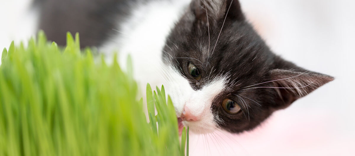 gros plan d'un chat aux yeux verts se trouve dans l'herbe. un chat