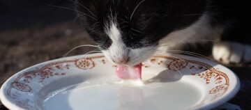 Eine Katze trinkt Katzenmilch aus einer Schale.