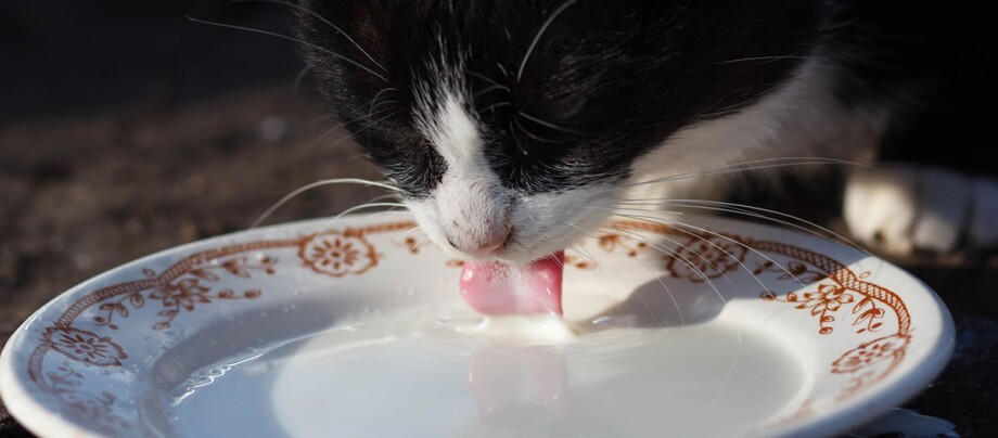 Eine Katze trinkt Katzenmilch aus einer Schale.
