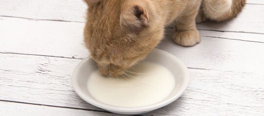 Chat brun clair buvant du lait dans une assiette blanche peu profonde sur un sol en bois blanc