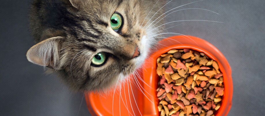 Eine Katze steht vor ihrem Napf und schaut nach oben Close-up of a tabby cat with green eyes next to an orange bowl filled with dry cat food