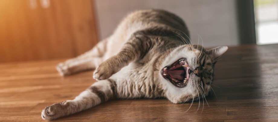 Eine getigerte Katze liegt auf dem boden und gähnt