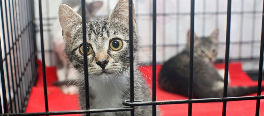 Un chat regarde à travers les barreaux de la cage, deux autres chats en arrière-plan