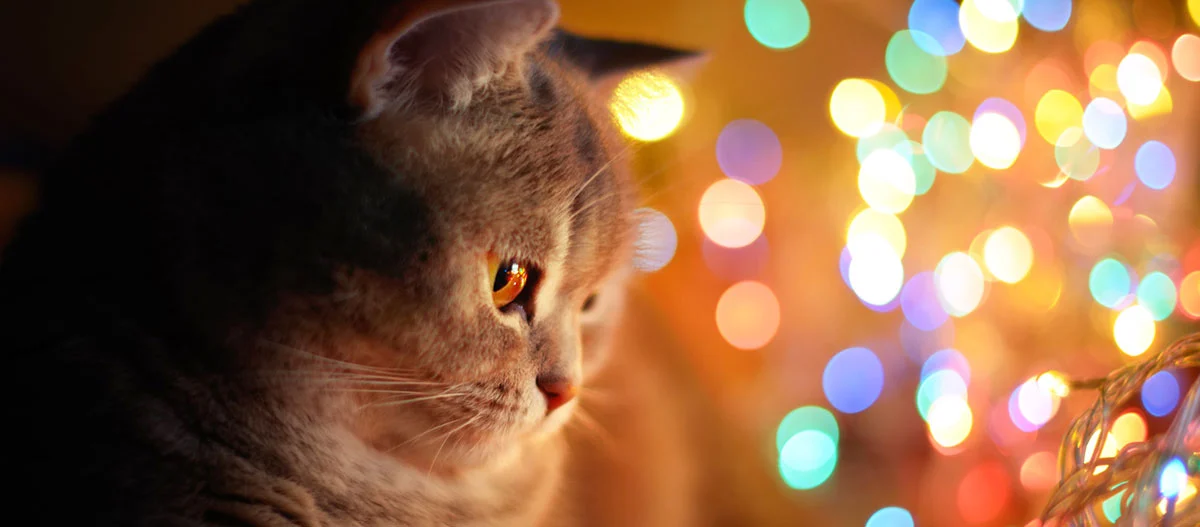 Nahaufnahme einer grauen Tabby-Katze mit bunten, verschwommenen Lichtern im Hintergrund