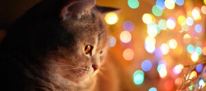 Nahaufnahme einer grauen Tabby-Katze mit bunten, verschwommenen Lichtern im Hintergrund