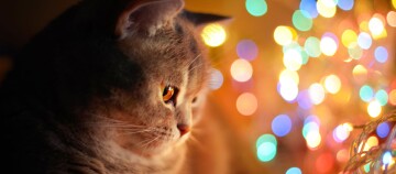 Nahaufnahme einer grauen Tabby-Katze mit bunten, verschwommenen Lichtern im Hintergrund