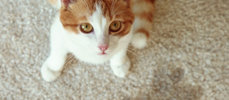 Kot o rudym umaszczeniu, siedzący na podłodze i patrzący w górę.