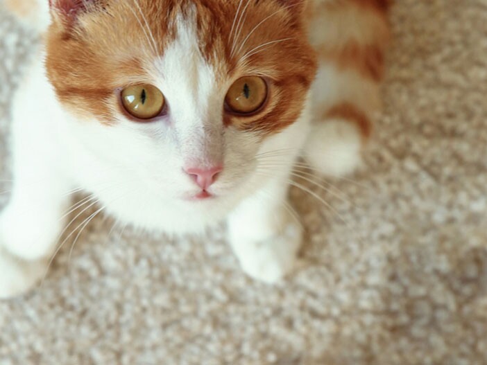 Bel terug Interessant rukken De kat plast in huis: informatie en advies | MAXI ZOO