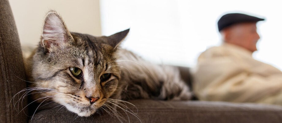 Eine alte Katze liegt auf der Couch, im Hintergrund ist ein älterer Herr