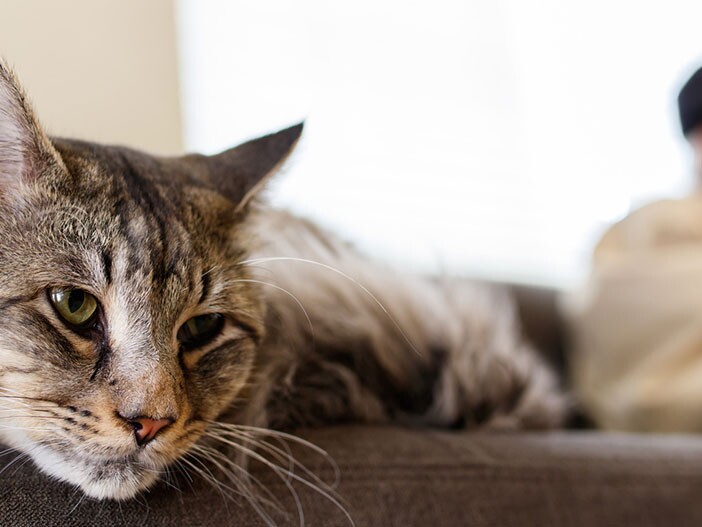 Die 16 besten Kippfensterschutze für Katzen hier im Überblick – Ratgeber