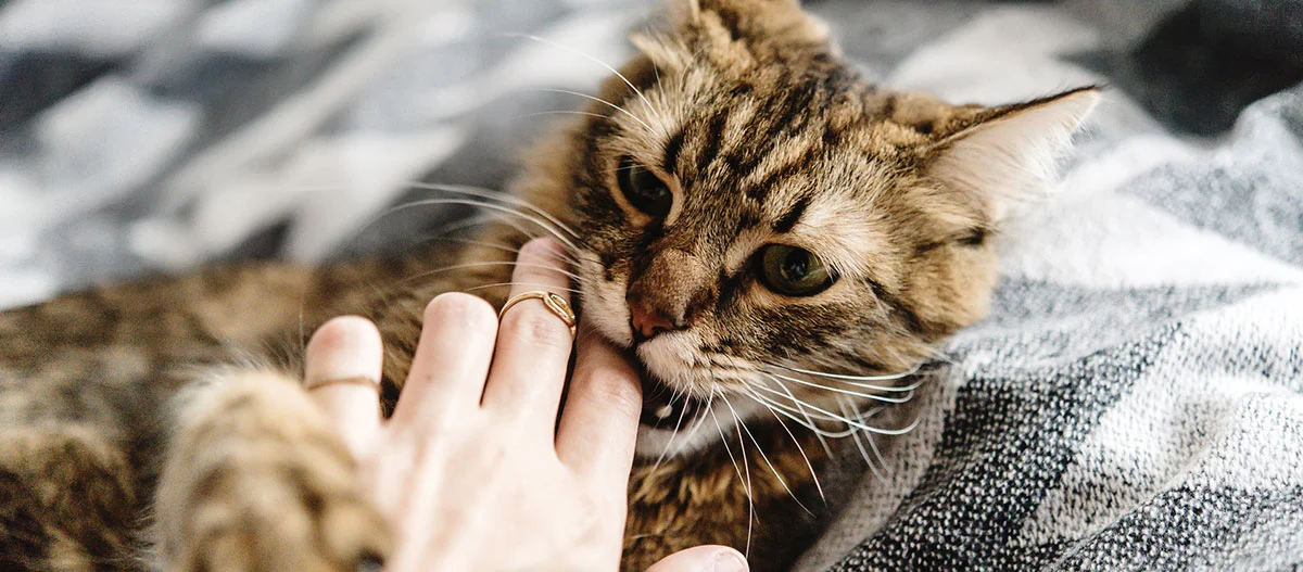 Nahaufnahme einer braunen getigerten Katze, die sanft an einer menschlichen Hand knabbert, auf einer weichen Decke liegend.