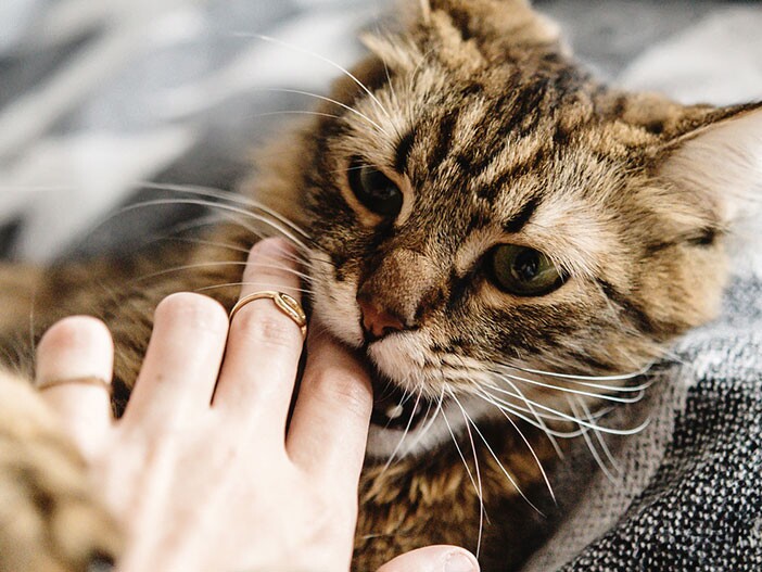 Waarom Bijt Mijn Kat? Informatie En Advies | Maxi Zoo