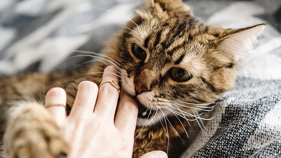 Waarom Bijt Mijn Kat? Informatie En Advies | Maxi Zoo