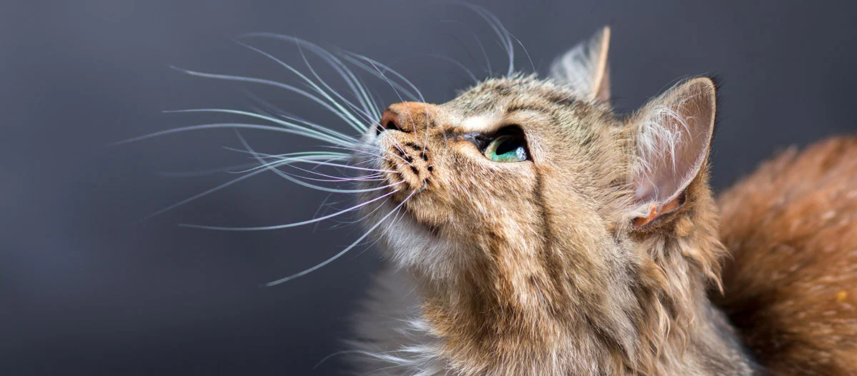 Zbliżenie puszystego brązowego kota pręgatego z długimi białymi wąsami i zielonymi oczami patrzącego w górę na szarym tle