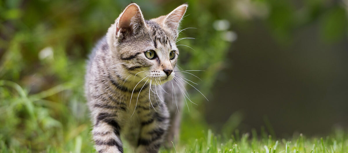 Junges getigertes Kätzchen, das aufmerksam auf grünem Gras im Freien läuft
