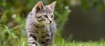 Jeune chat tigré marchant attentivement sur l'herbe verte en plein air