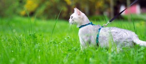 Weiße Katze mit blauem Geschirr und schwarzer Leine steht aufmerksam im grünen Gras im Freien.
