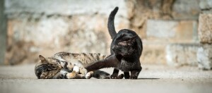 Zwei spielende Katzen, eine getigerte und eine schwarze, auf einem Steinboden vor einer Steinmauer