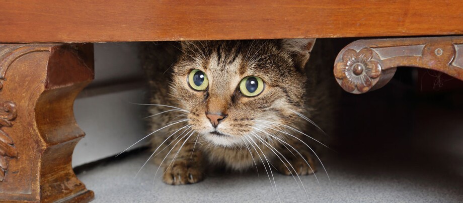 Een kat verstopt zich onder een kast