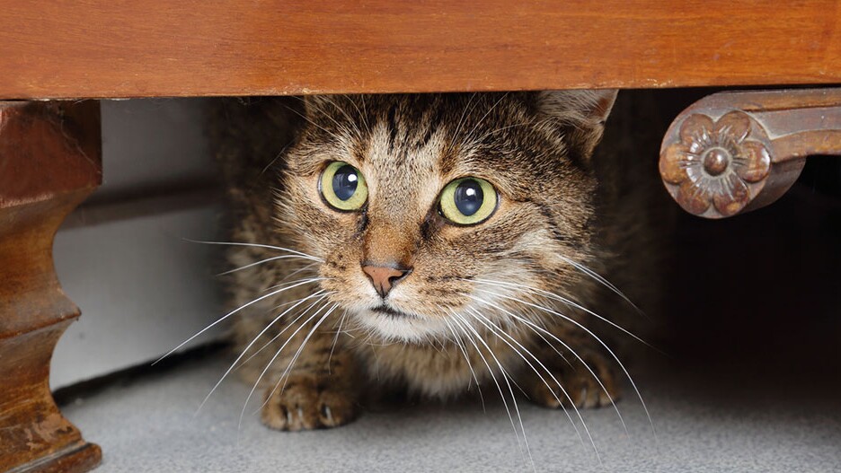 Een angstige kat geruststellen: tips en informatie MAXI ZOO