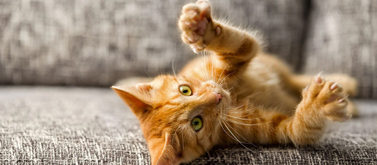 Speelse oranje huiskat met groene ogen liggend op een grijze bank en zijn poten uitstrekkend