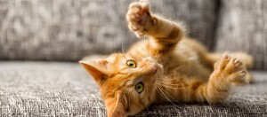 Verspielte orangefarbene Hauskatze mit grünen Augen liegt auf dem grauen Sofa und streckt ihre Pfoten aus