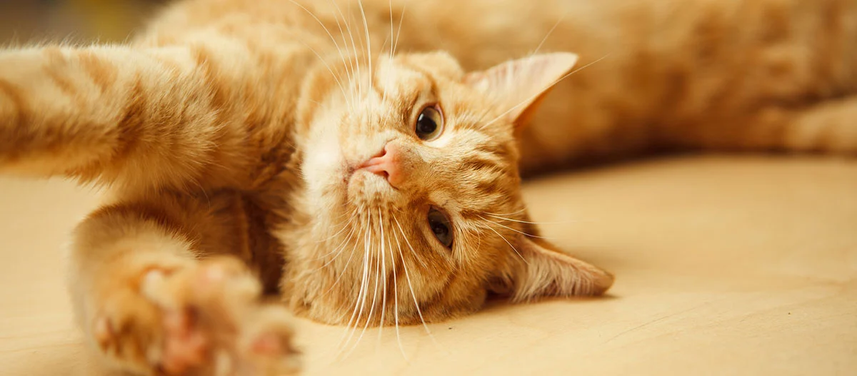 Gros plan d'un chat tigré orange détendu allongé sur le côté avec une patte étendue