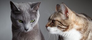 Close-up van twee katten, een Russische Blauwe met groene ogen en een gestreepte kat die elkaar aankijken.