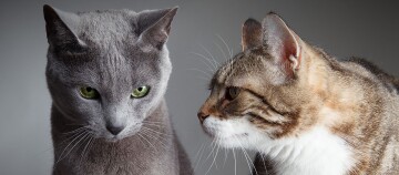 Nahaufnahme von zwei Katzen, einer Russisch Blau mit grünen Augen und einer getigerten Katze, die sich gegenüberstehen.