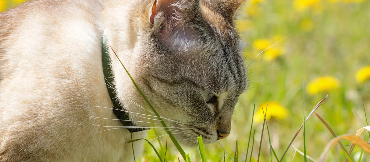 Nahaufnahme einer Katze mit schwarzem Halsband, die im Gras mit gelben Blumen schnuppert