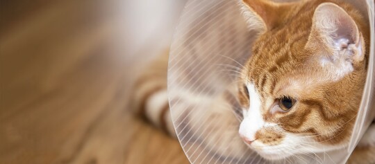 Eine Katze mit Halskrause.