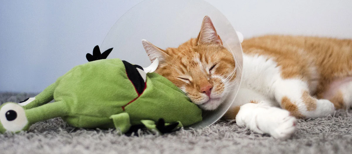 Oranje-witte kat met beschermkraag slaapt rustig op een grijs tapijt naast een groen knuffeldier