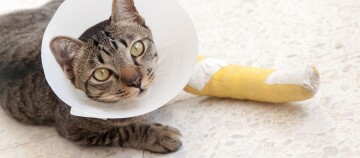 Chat tigré blessé avec une patte arrière bandée en jaune et un collier protecteur blanc allongé sur un sol carrelé clair.