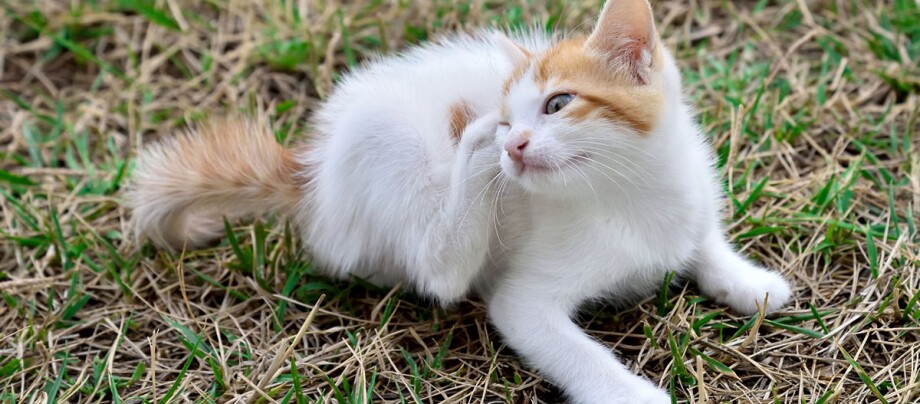 Een kleine kat zit op een grasveld en krabt zich