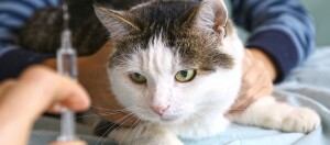 Nahaufnahme einer weißen und getigerten Katze mit grünen Augen, die von einer Person gehalten wird, während eine andere Person eine Spritze für eine Impfung vorbereitet.