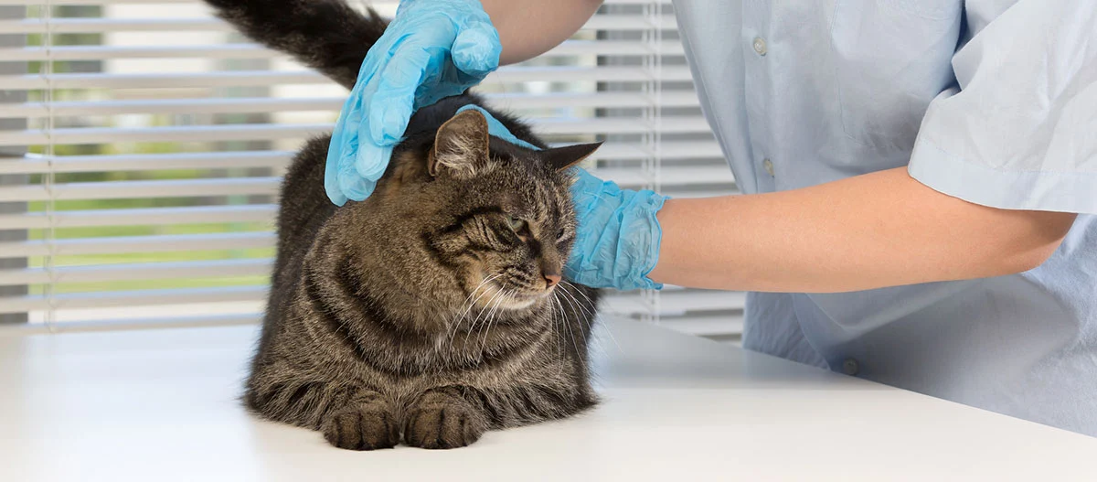 Tierarzt untersucht ruhige getigerte Katze mit blauen Handschuhen auf weißem Tisch in Tierklinik