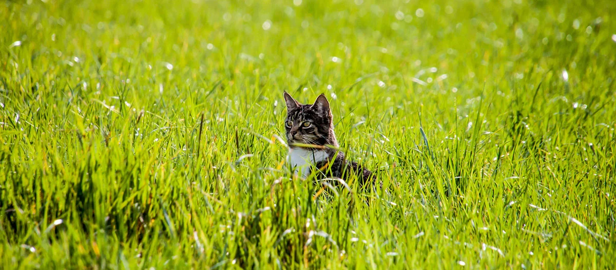 Tabby-Katze mit weißen Abzeichen sitzt aufmerksam in einem grünen, sonnenbeschienenen Grasfeld
