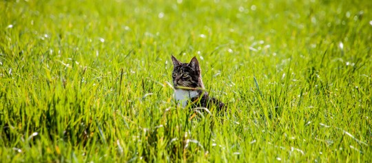 Tabby-Katze mit weißen Abzeichen sitzt aufmerksam in einem grünen, sonnenbeschienenen Grasfeld
