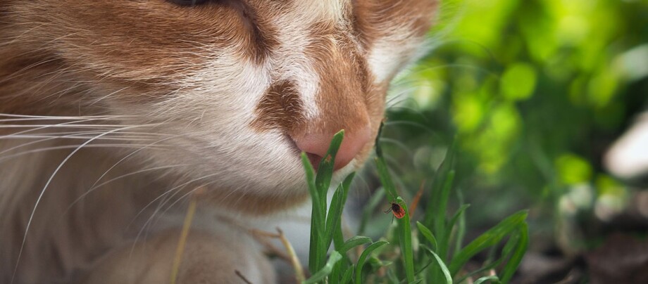 Kot wącha trawę, na której jest kleszcz