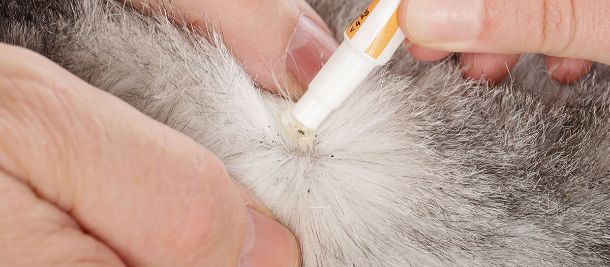 Ratgeber_Katze_Gesundheit_Zecke_1200x527 Nahaufnahme der Anwendung einer Flohbehandlung auf der Haut eines Haustiers mit grauem und weißem Fell