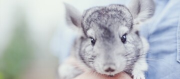 Eine Nahaufnahme eines Chinchilla.