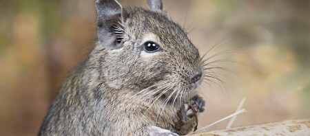 Eine Nahaufnahme eines Chinchilla.