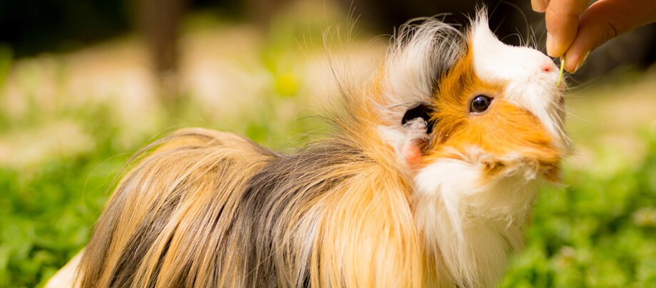 Ratgeber_Meerschweinchen_Angora_1200x527 Ein Angorameerschweinchen.