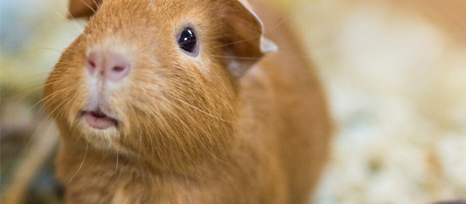 Eine Nahaufnahme eines kalifornischen Meerschweinchens.