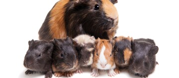Mother guinea pig with six colorful babies on a white background