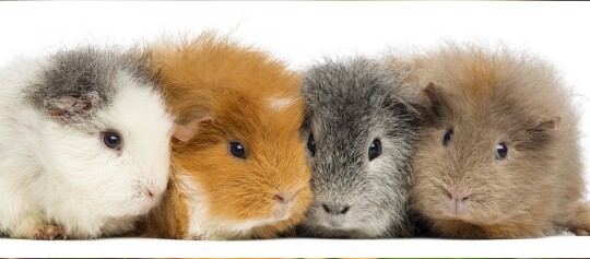 Cztery świnki morskie o różnych kolorach sierści ustawione obok siebie na białym tle