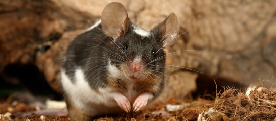 Maus sitzt und schaut in die Kamera